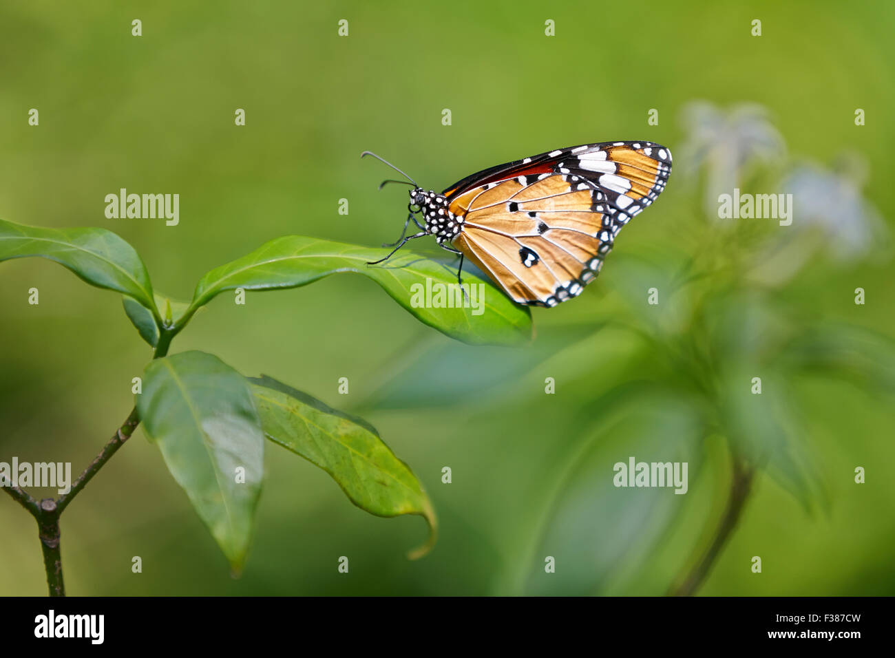 Plain Tiger Schmetterling. Wissenschaftlicher Name: Danaus wachen. Banteay Srei Schmetterling Zentrum, Siem Reap Provinz, Kambodscha. Stockfoto