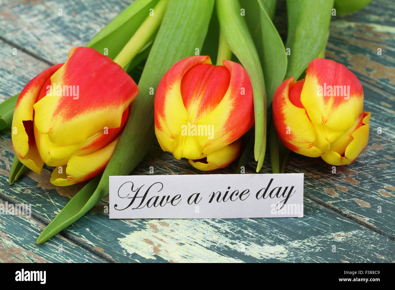 Habe eine schönen Tag-Karte mit drei bunte Tulpen auf rustikale Oberfläche Stockfoto