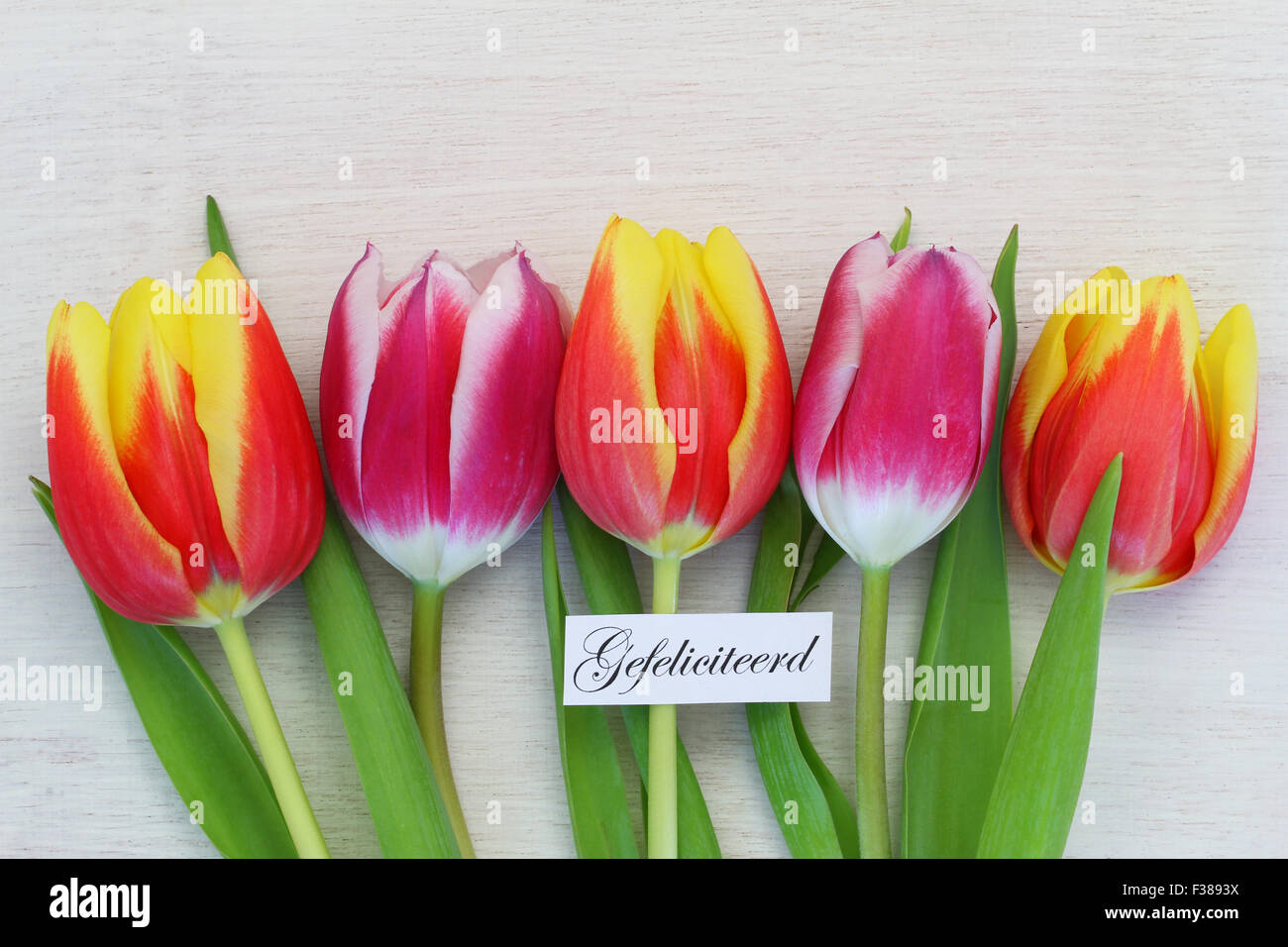 Gefeliciteerd (d.h. Glückwünsche in niederländischer Sprache) mit bunten Tulpen Stockfoto