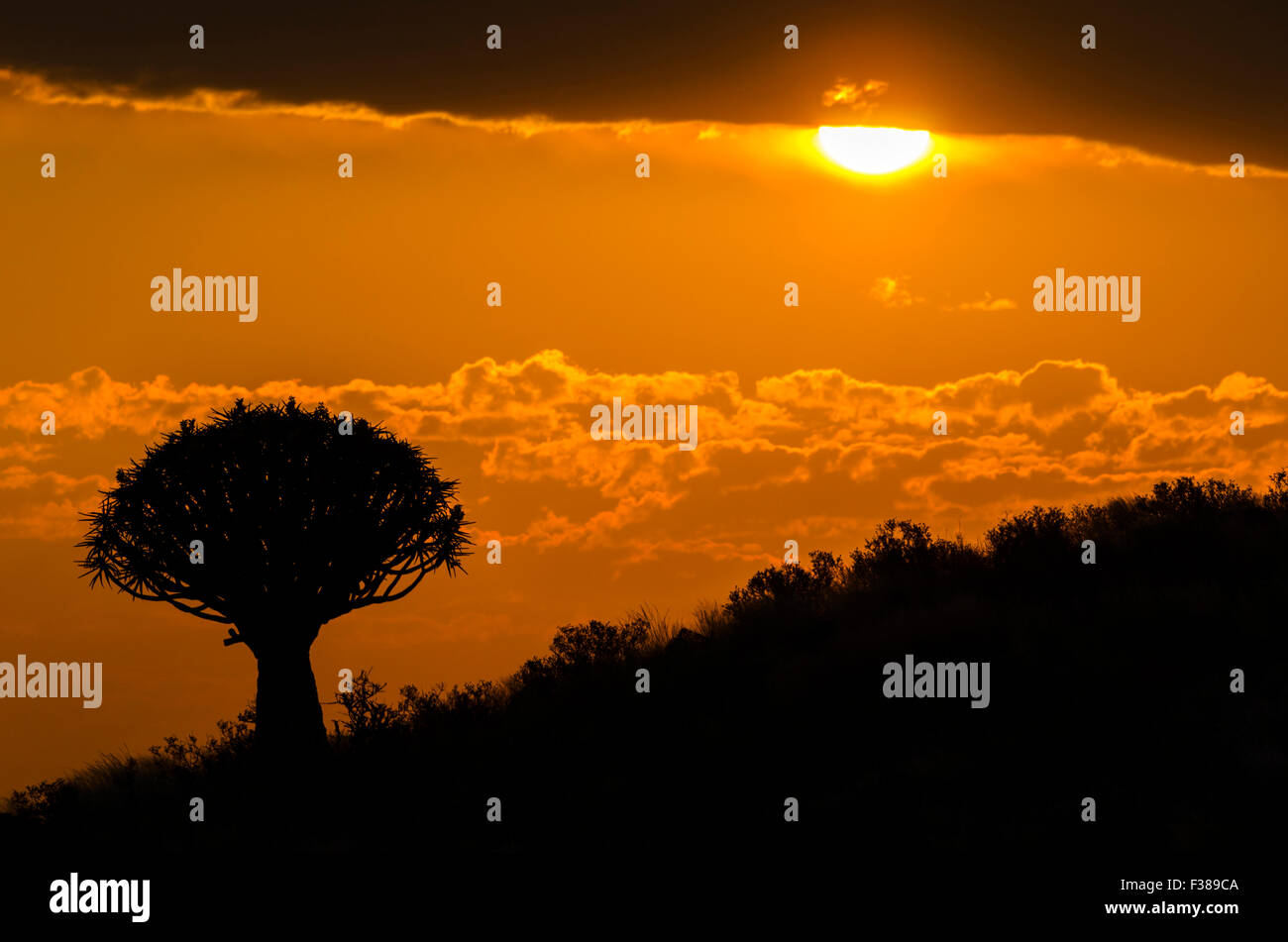Sonnenuntergang über den Köcherbaumwald außerhalb Keetmanshoop, Namibia Stockfoto