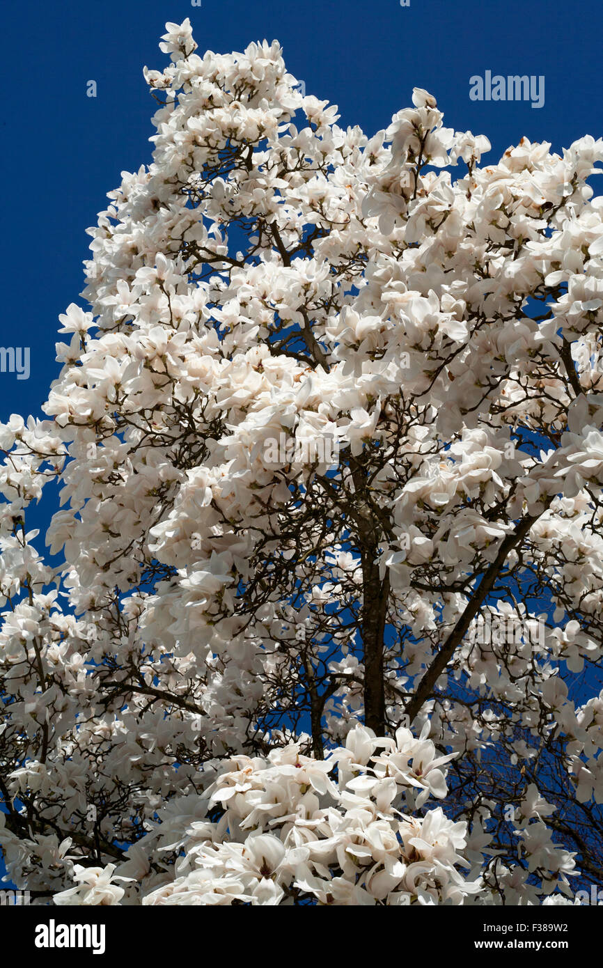 Weiße Magnolie in Blüte Stockfoto