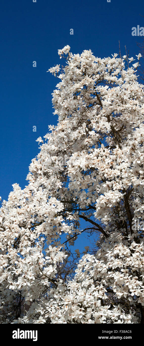 Weiße Magnolie in Blüte Stockfoto