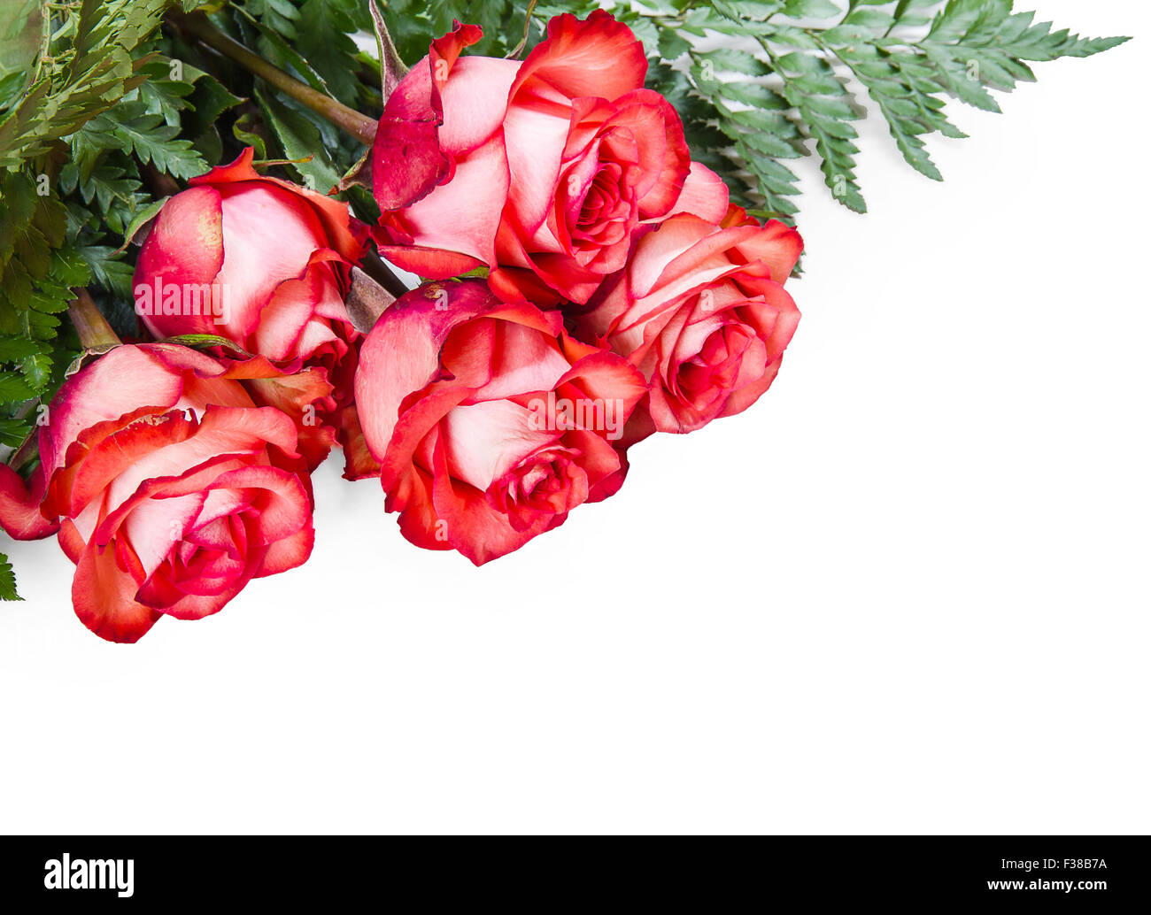 Fünf rote Rosen mit dem Schreiben von Raum, isoliert Stockfoto