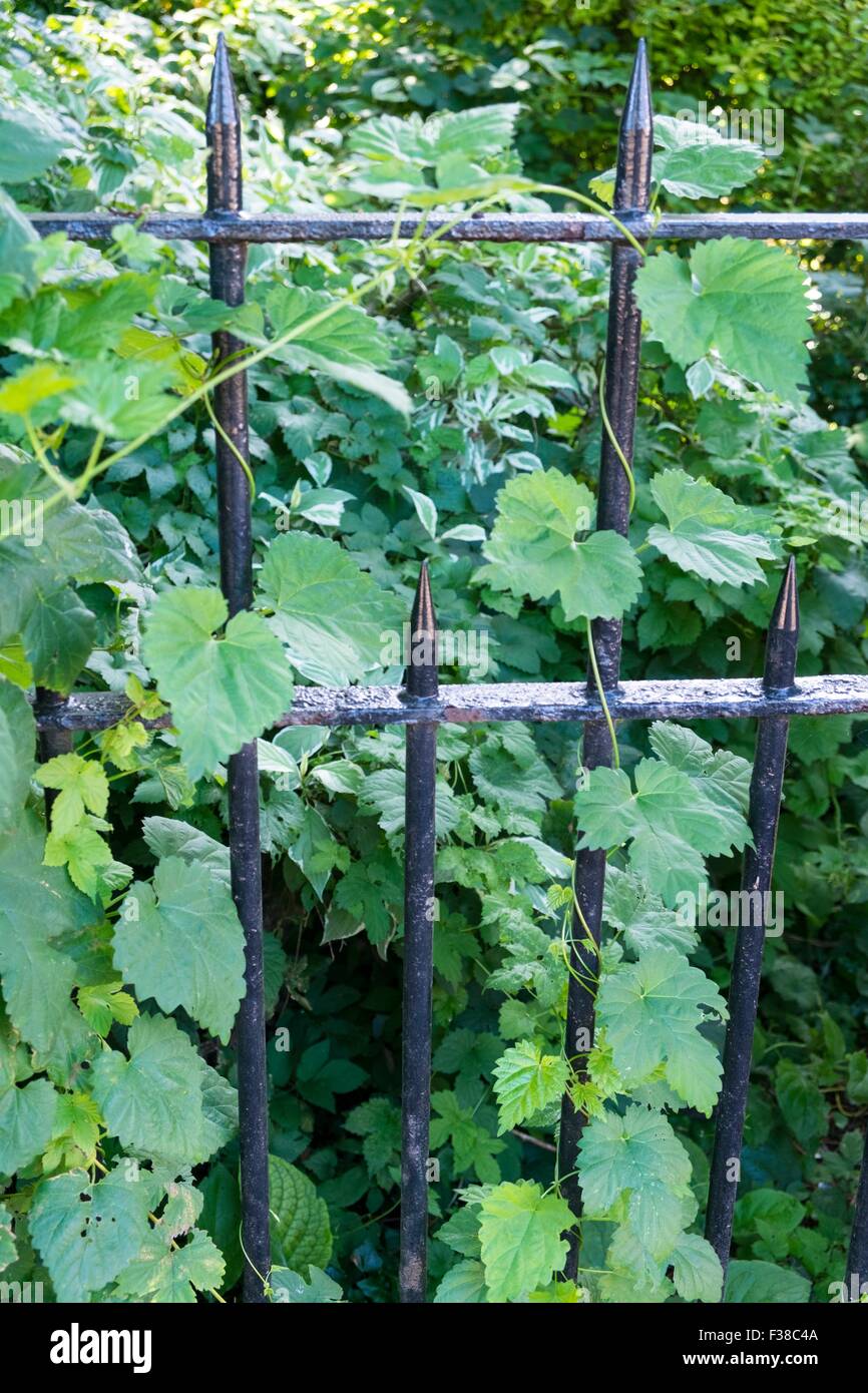 Wilde Hopfen - Humulus Lupulus, aufwachsen schmiedeeisernes Tor. Stockfoto