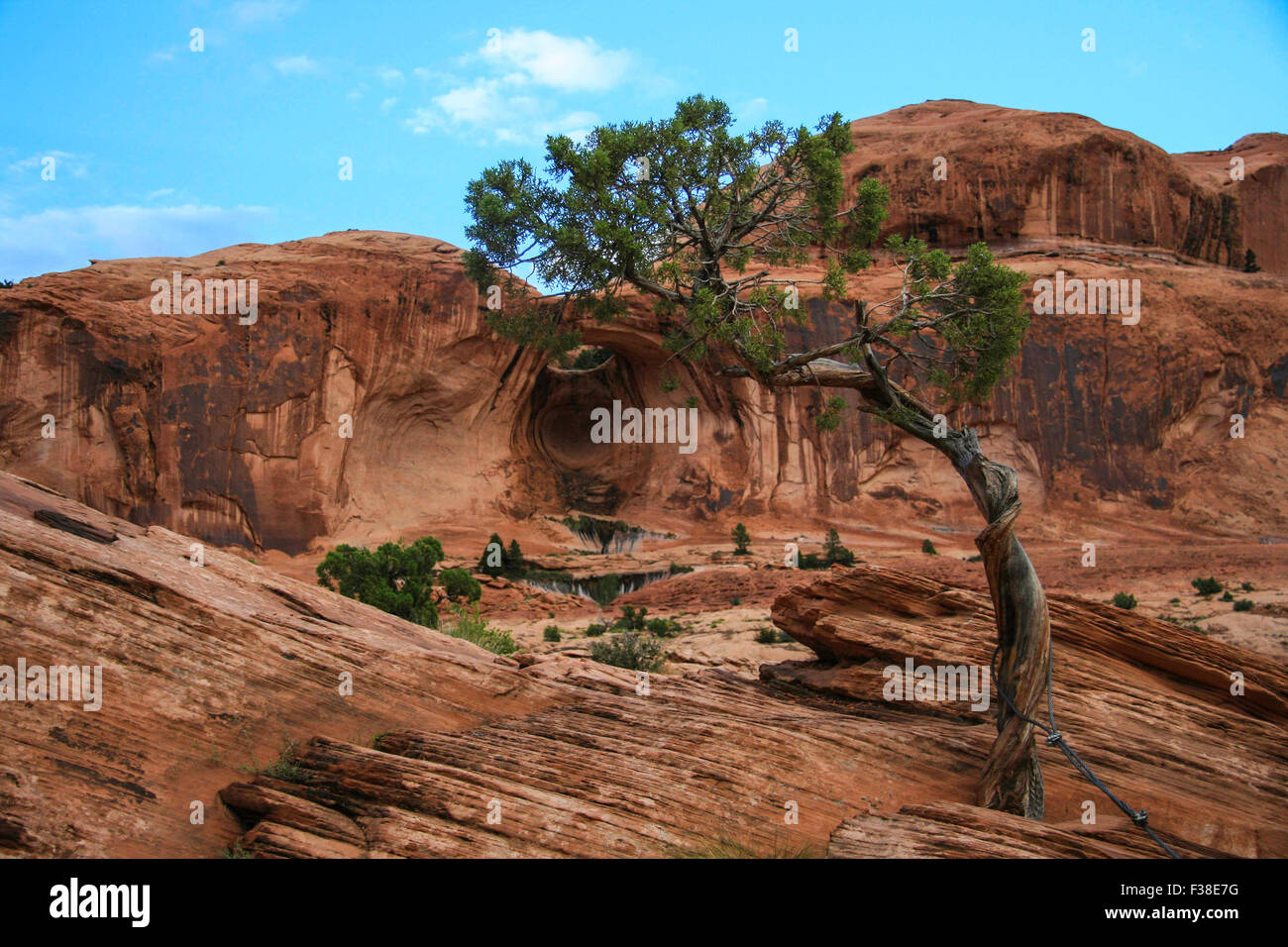 Einsamer Baum wächst durch die Felsen. Stockfoto