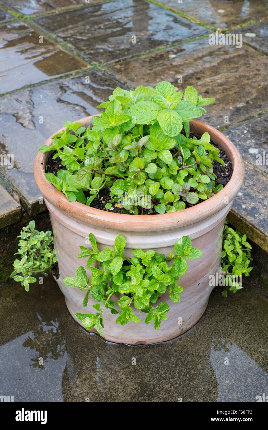 Terrakotta-Übertopf auf kleinen Terrasse, bepflanzt mit verschiedenen Sorten von Minze. Stockfoto