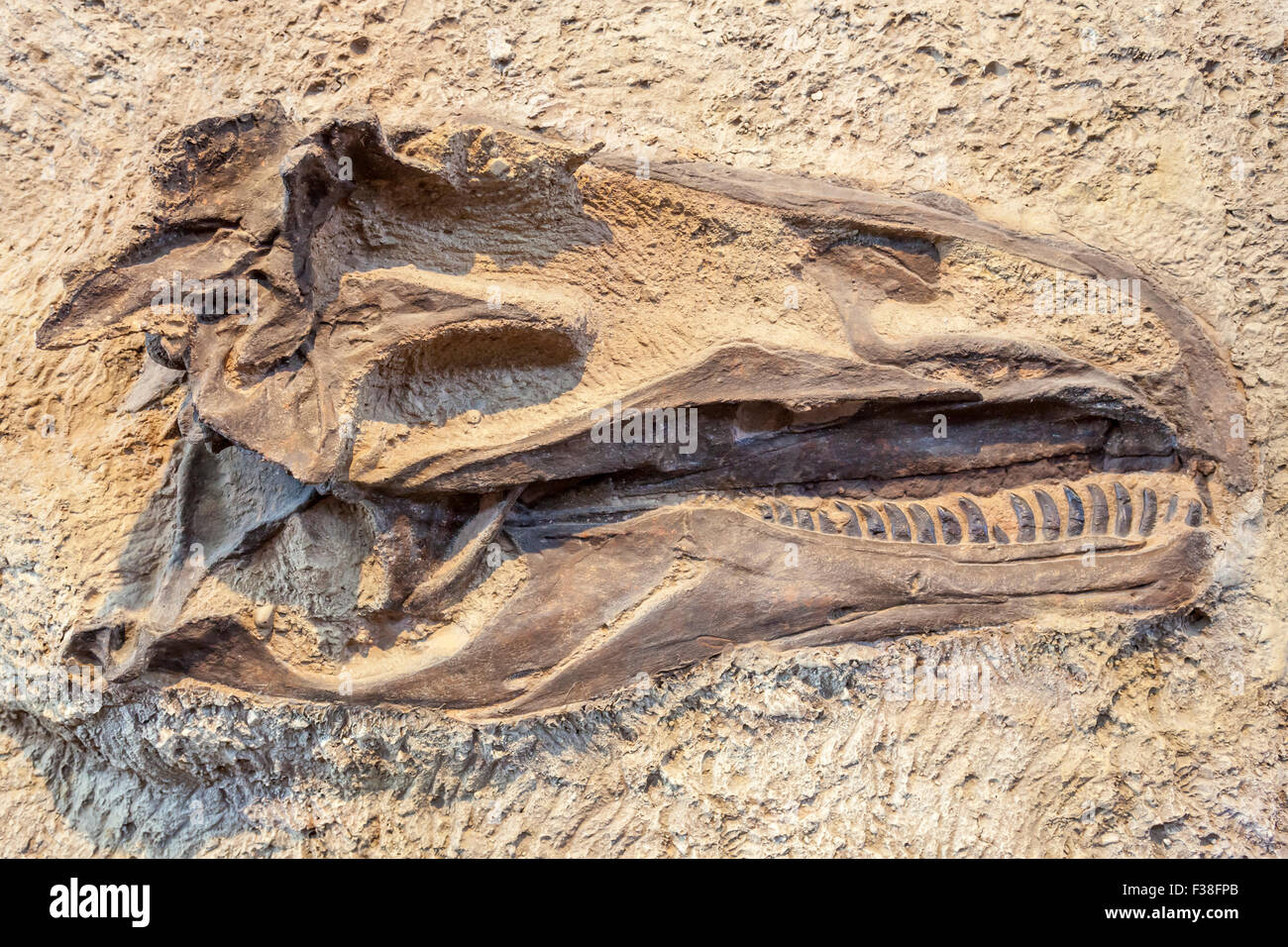 Ein Dinosaurier-Fossil in das Dinosaur National Monument. Stockfoto