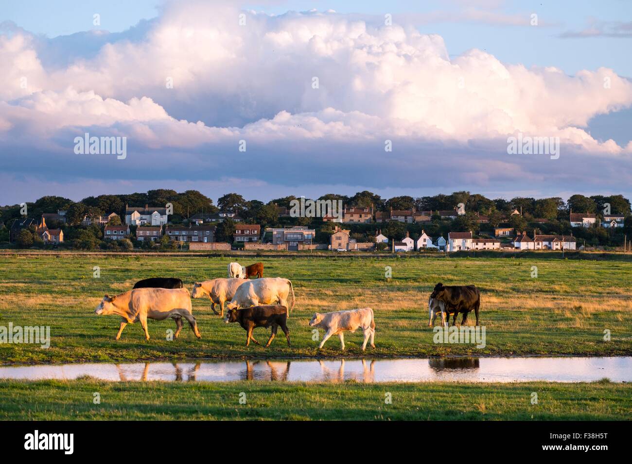 Rinder grasen auf Küsten Floodmarsh, Cley nächsten The Sea, Norfolk, England, Aug Stockfoto