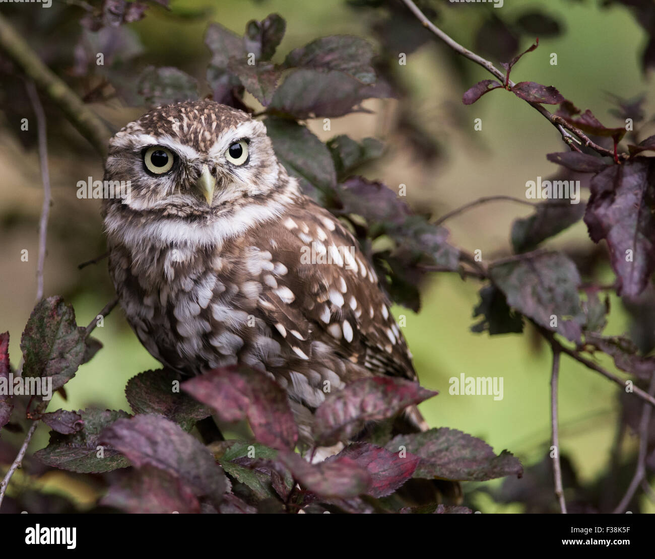 Steinkauz (Athene Noctua) thront im Baum, Vereinigtes Königreich Stockfoto