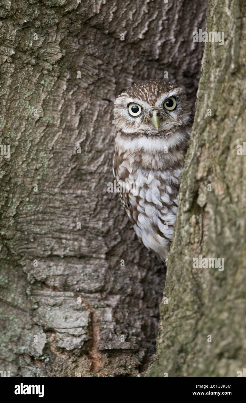 Steinkauz (Athene Noctua) auf Baumstamm, Vereinigtes Königreich Stockfoto