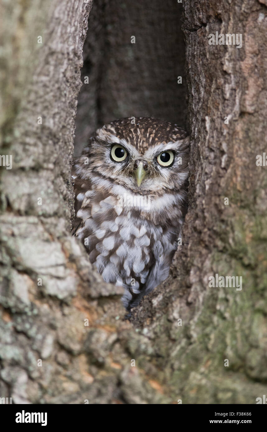Steinkauz (Athene Noctua) Blick aus dem Loch im Baum, Vereinigtes Königreich Stockfoto