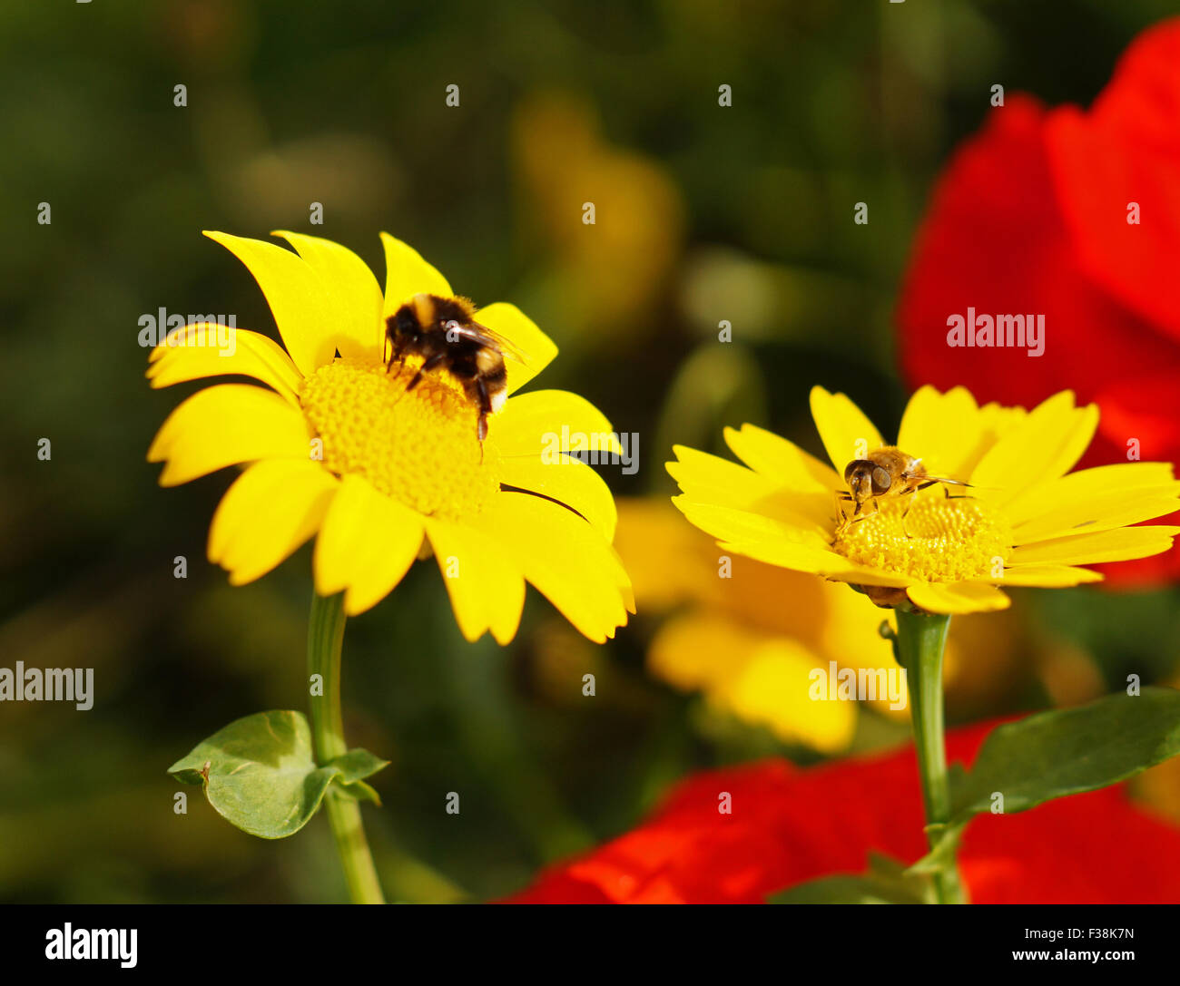 Hummel auf schönen gelben wilde Blume mit roten Blume im Hintergrund, Grün & Flower Background, gelbe Daisy, gelbe Blume, euryops Pectinatus Stockfoto