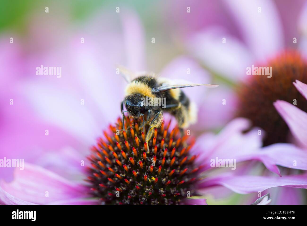 Bumble Bee Spp Fütterung auf Echinacea - Sonnenhut Stockfoto