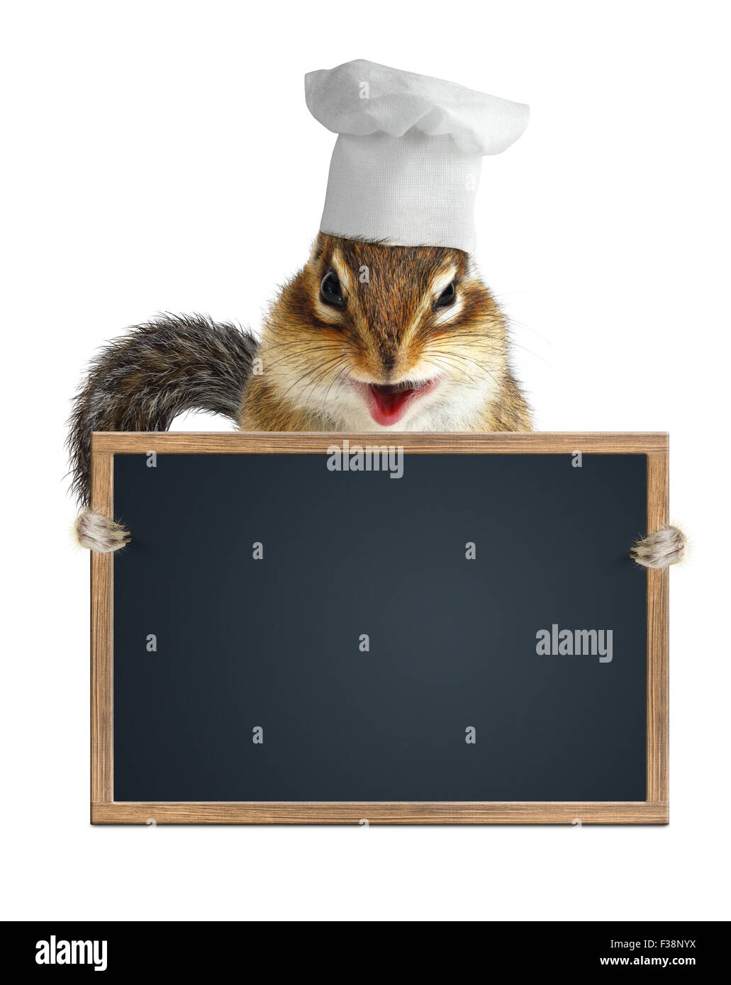 Lustige Streifenhörnchen-Chef-Koch halten Menü Tafel Stockfoto