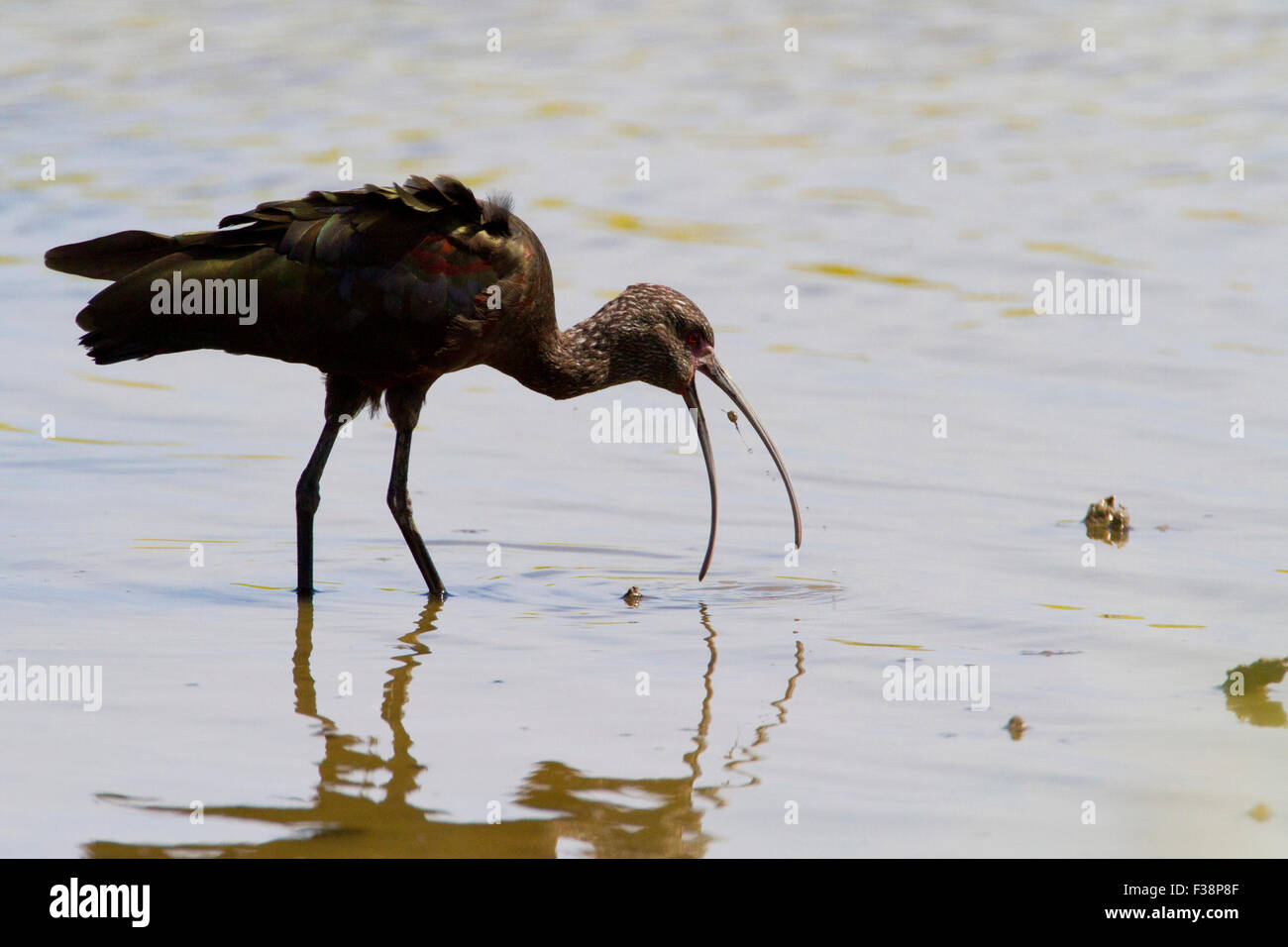 White-faced Ibis (Plegadis Chihi) Fütterung im seichten Wasser am Kealia Pond Wildlife Refuge, Kihei, Maui, Hawaii im Juli Stockfoto