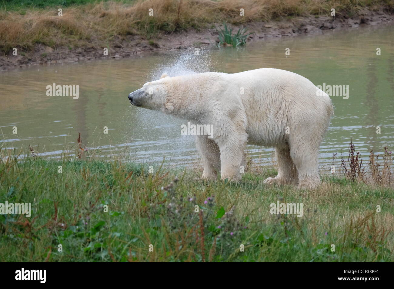 Ein Eisbär namens Victor schüttelt sich nach einem Bad im Yorkshire Wildlife Park in der Nähe von Doncaster, Großbritannien Stockfoto