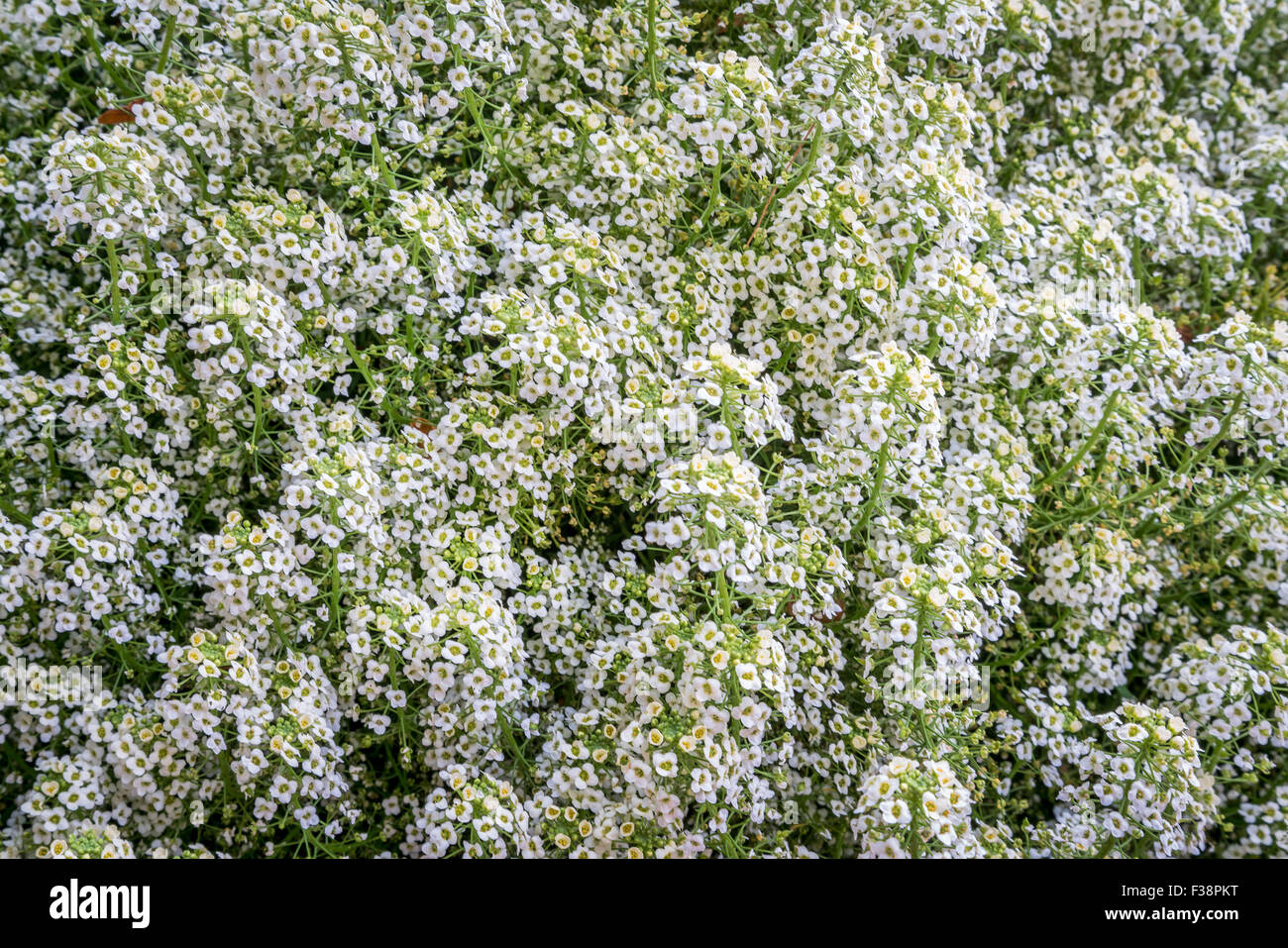 süße Gelbe Lobularia in einem Garten - blühende Pflanze Hintergrund Stockfoto