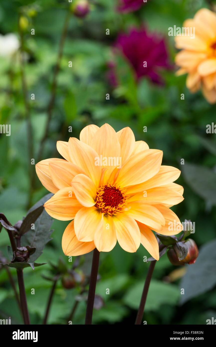 Dahlie "Summertime" Stockfoto