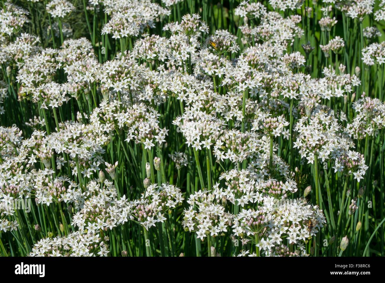 Allium Tuberosum - Knoblauch-Schnittlauch Stockfoto