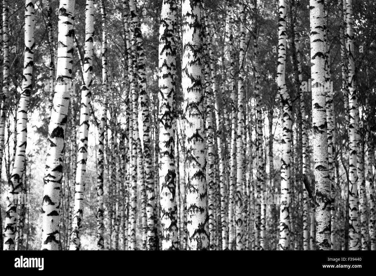 Trunks Birke Bäume schwarzen und weißen Hintergrund Stockfoto