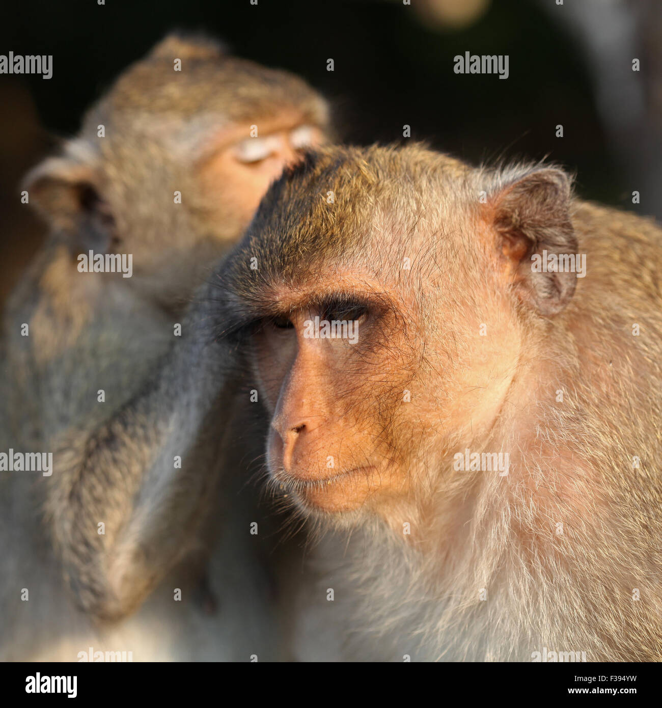 Long-tailed Macaque Monkey Pflege auf antiken Ruinen von Angkor Wat. Stockfoto