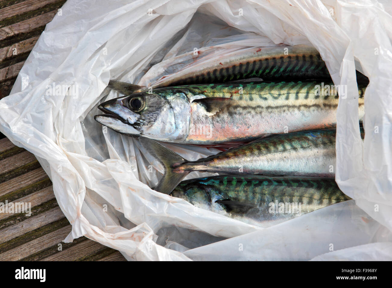 Linie gefangen Makrele in einer Plastiktüte Stockfoto