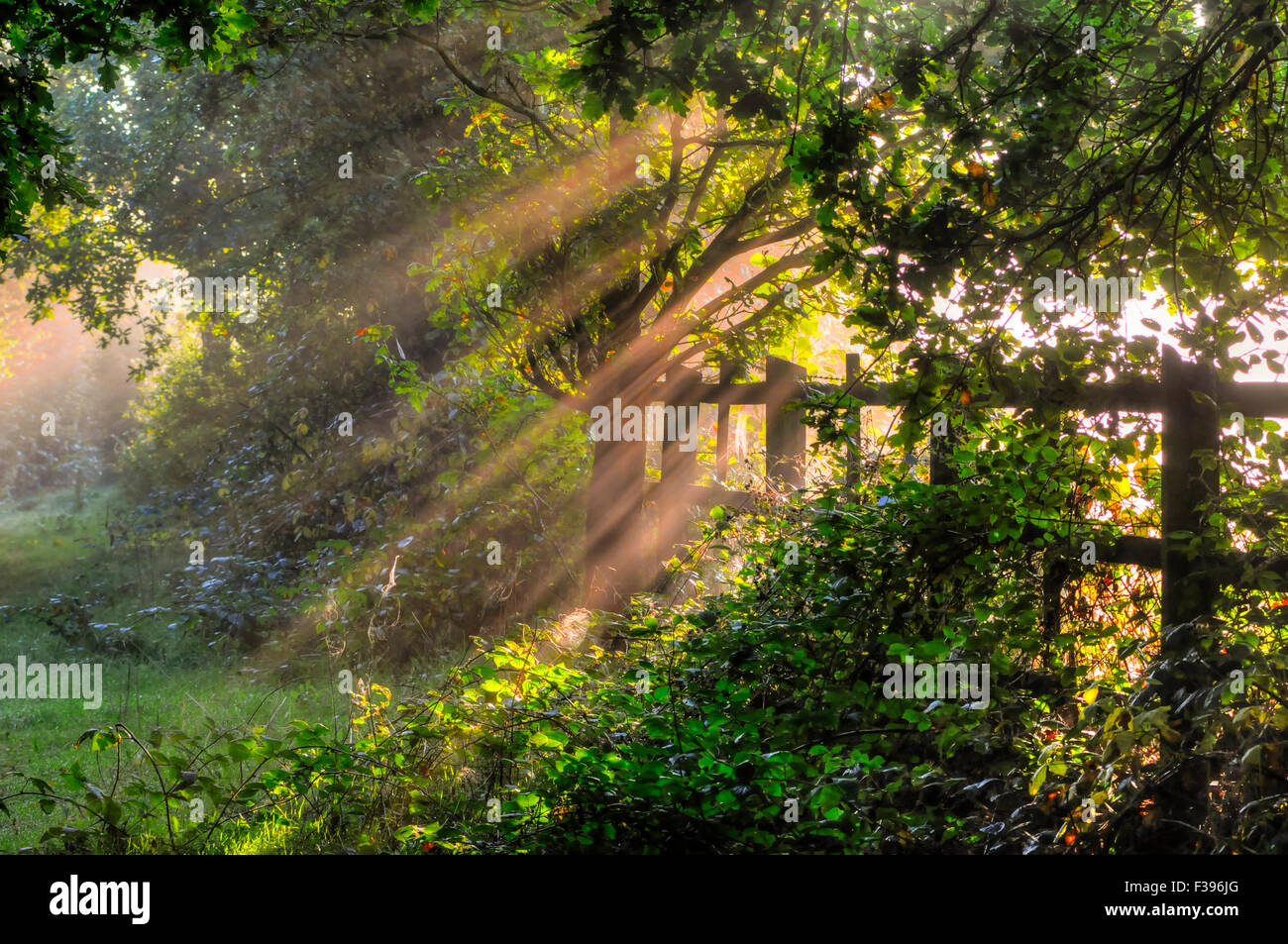 Ticehurst, East Sussex, Großbritannien. Oktober 2015. Wetter in Großbritannien: Herbstfarben, während die Sonnenstrahlen an einem kühlen Morgen in der Landschaft von East Sussex den Nebel durchschneiden Stockfoto