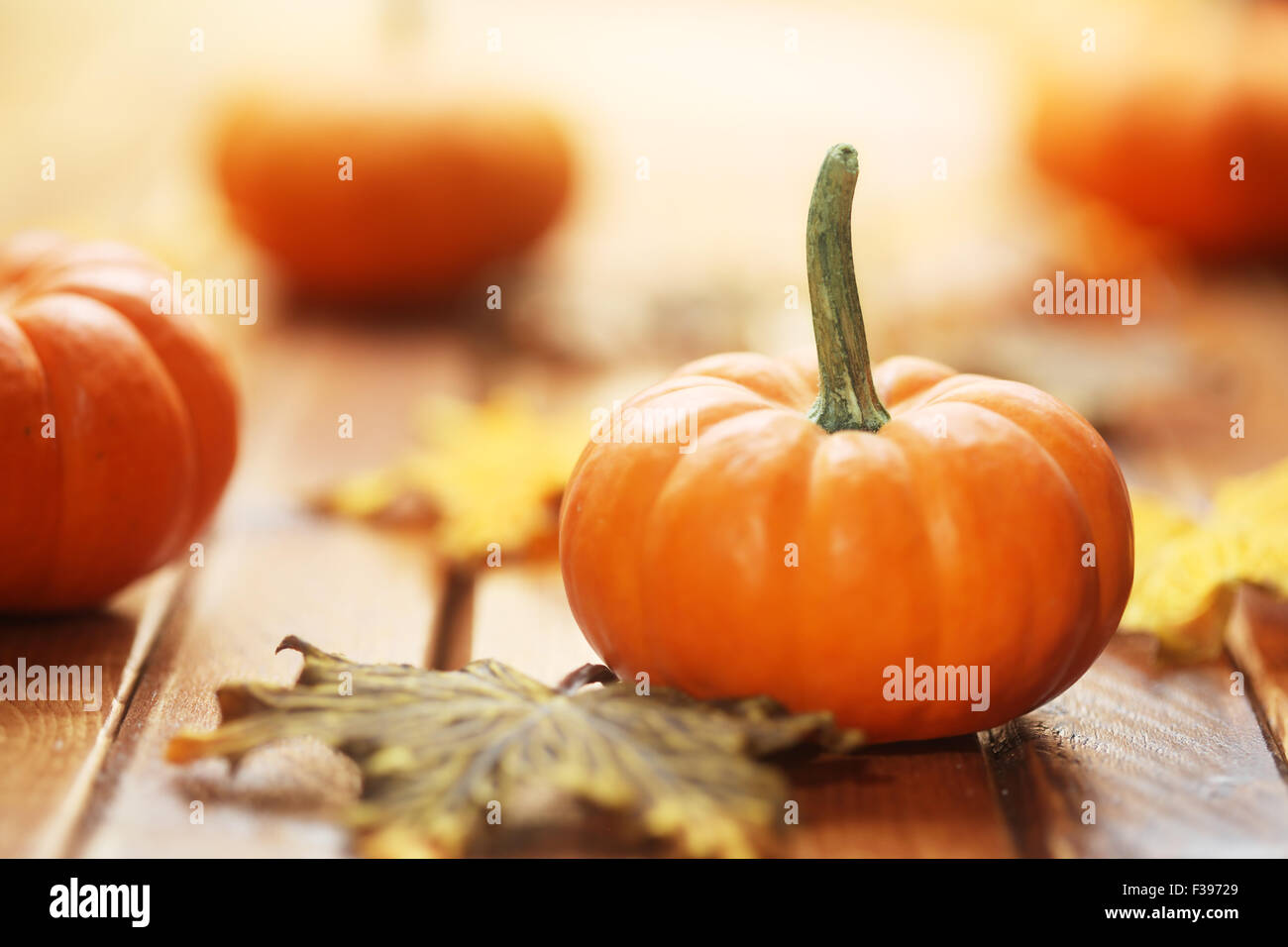 Herbst-Kürbis-Hintergrund Stockfoto