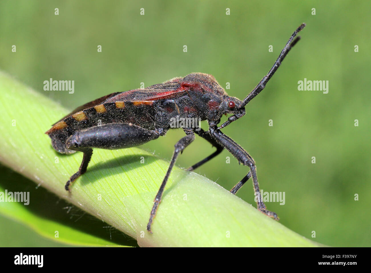 Coreid Bug Erwachsener, Peru Stockfoto