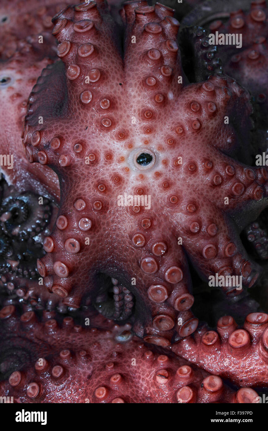 Gould Octopus Octopus Mimus zum Verkauf auf einem Meeresfrüchte stall Arequipa, Peru Stockfoto