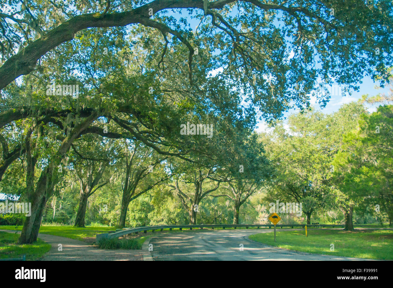 Park, Baum, grün, Sommer, Natur, Natur, Wald, Frühling, Sonne, Sonnenschein, Entspannung, Dschungel, erhaltene Park, Wandern, Pfad, Wandern, Stockfoto
