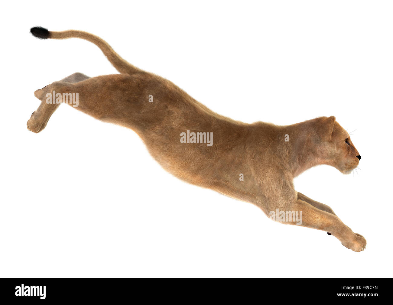 Digitale 3D Rendern einer weiblichen Löwen Jagd isoliert auf weißem Hintergrund Stockfoto