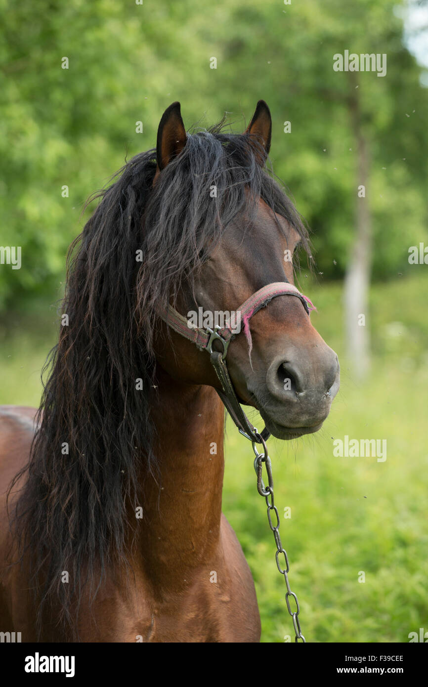 Litauen Zemaitukas Zemaitukai seltene Pferderasse Stockfoto