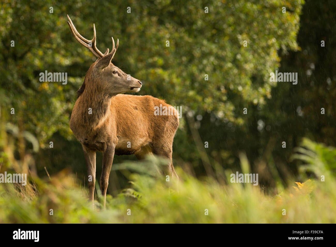 Einzelne rote Rotwild Hirsch stehen im Regen unter Bäumen Stockfoto