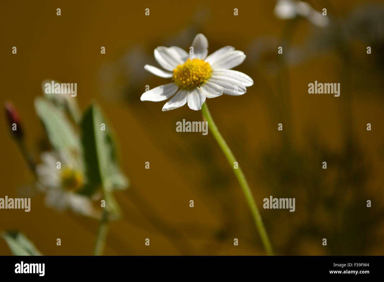 Eine wilde Blume, Kamille Blume, bunten Blumen, verschiedene Blumen, gelben Margeriten, weiße Gänseblümchen, im Schmutz, Blumen, natürliche Blume Stockfoto