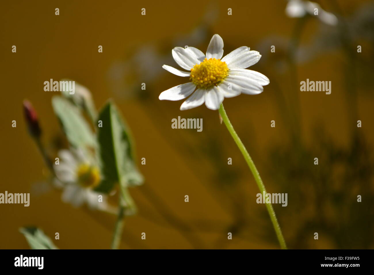 Eine wilde Blume, Kamille Blume, bunten Blumen, verschiedene Blumen, gelben Margeriten, weiße Gänseblümchen, im Schmutz, Blumen, natürliche Blume Stockfoto