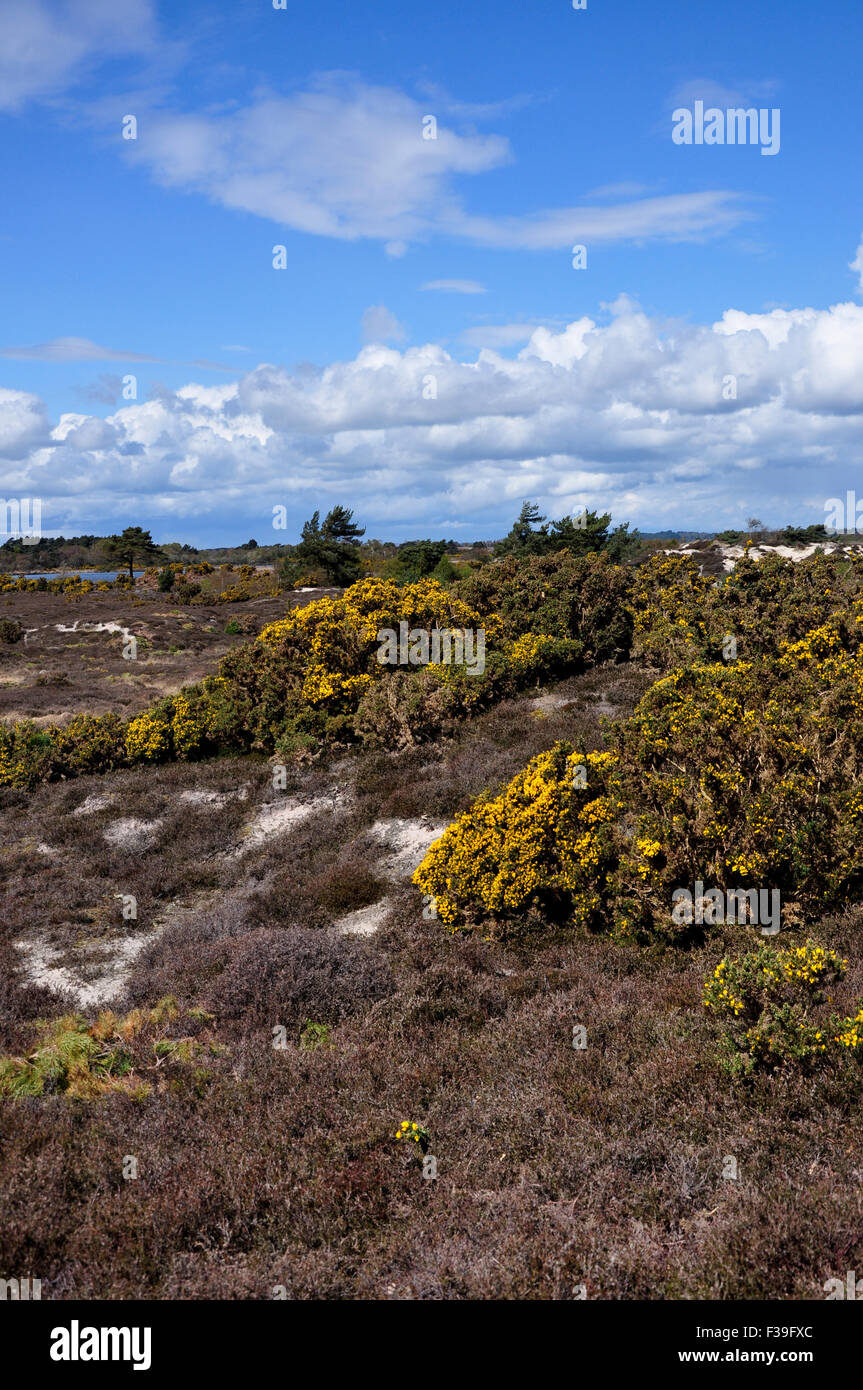 Ein Blick auf die Studland Heath Natur reservieren Dorset UK Stockfoto