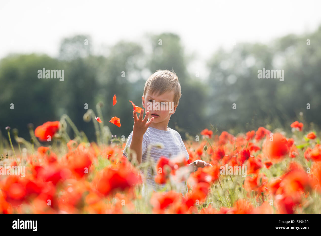 Portrait eines jungen spielen in einem Mohnfeld Stockfoto