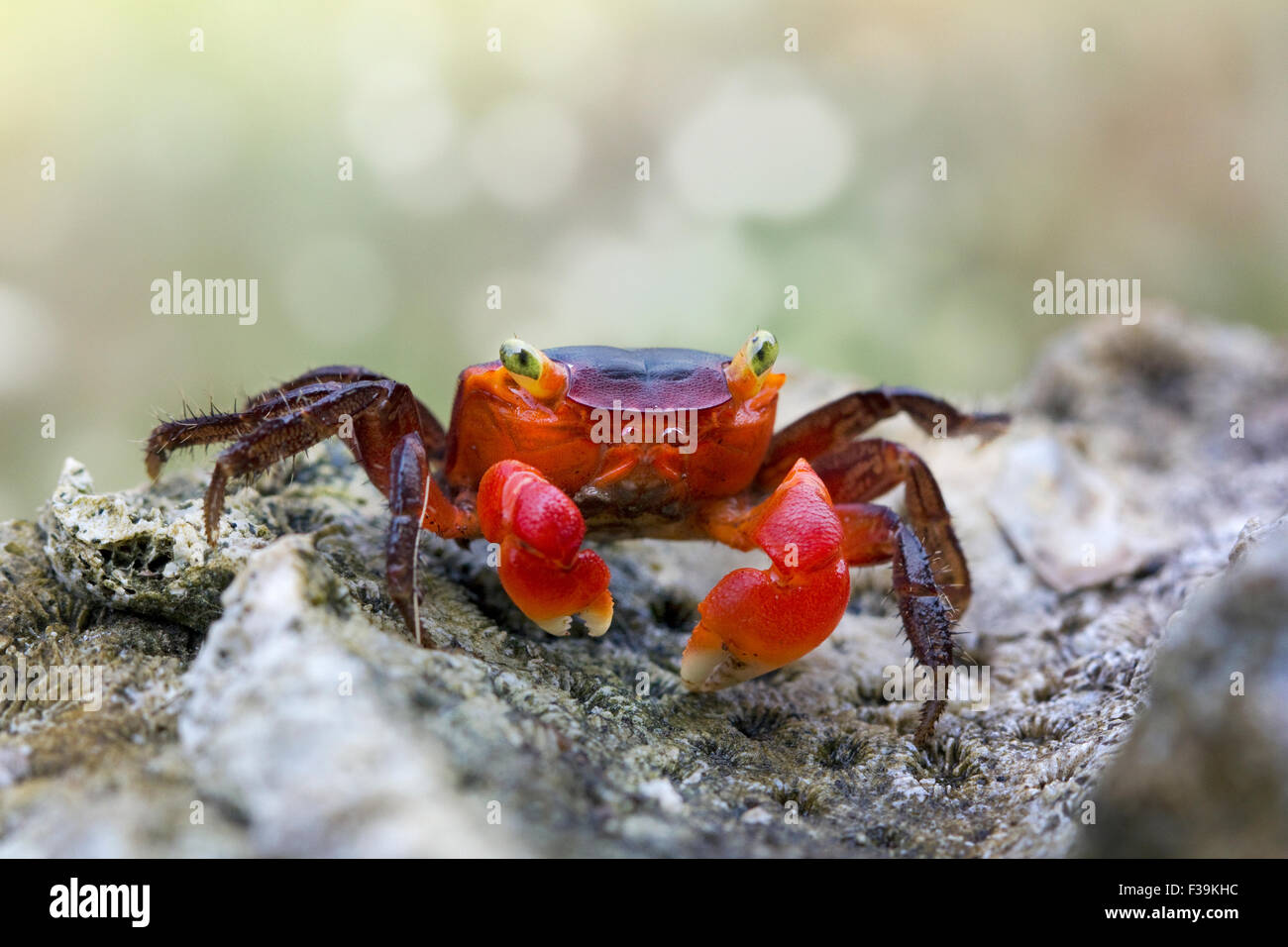Porträt einer rote Krabbe auf einem Felsen Stockfoto