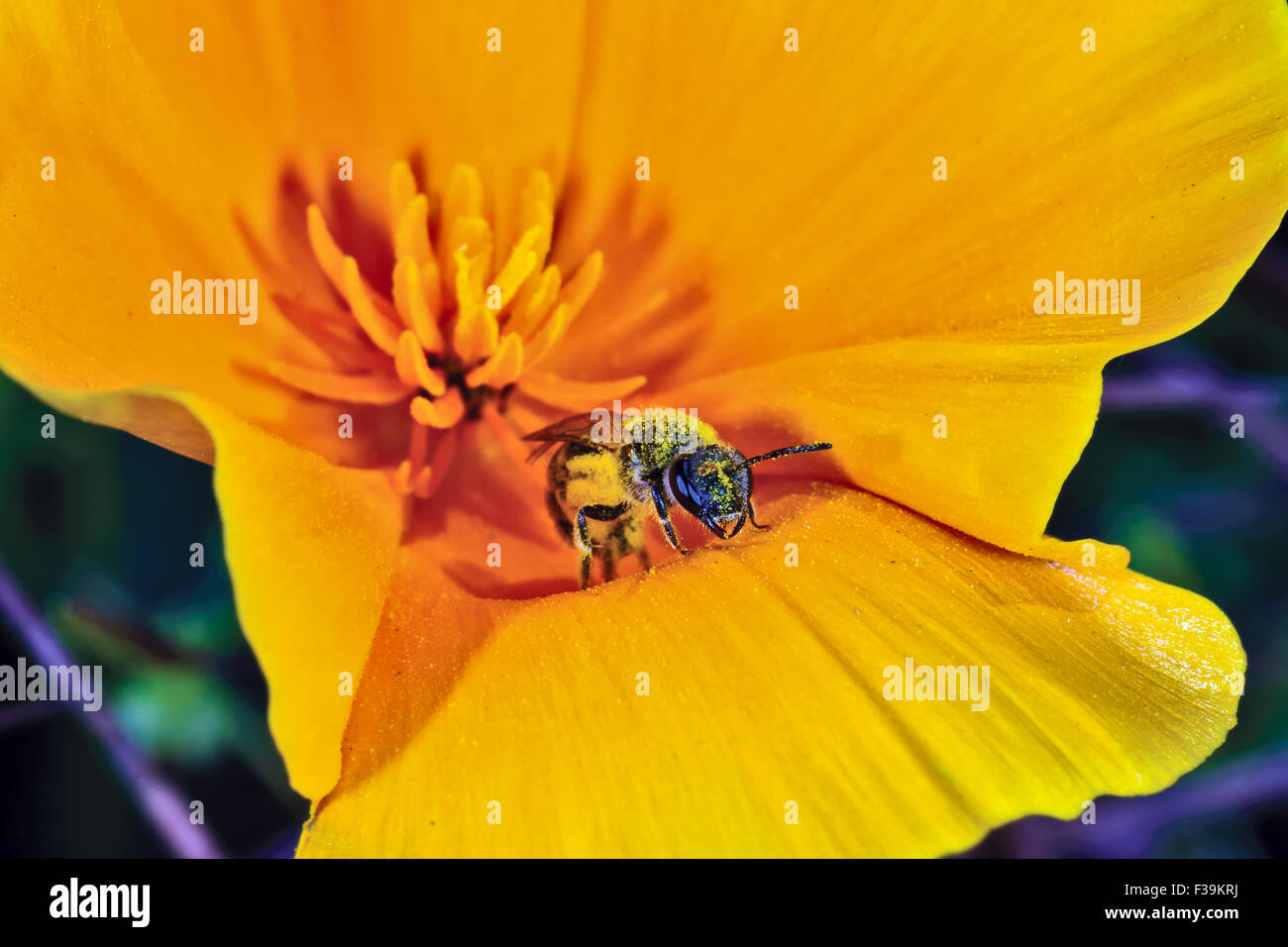 Bienen bestäuben eine mexikanische Mohn, Arizona, USA Stockfoto
