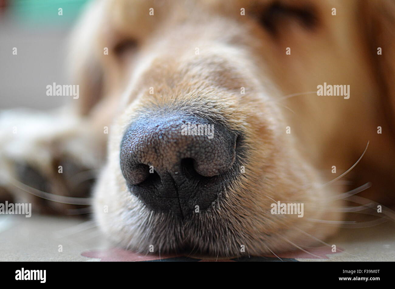 Close-up Portrait von einem golden Retriever Hund Schnauze Stockfoto