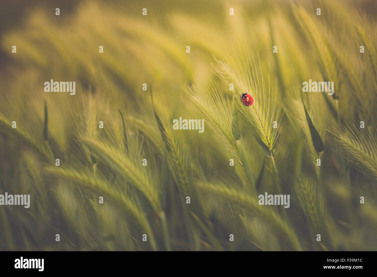 Ein Marienkäfer auf Ähre in einem grünen Weizenfeld in Nahaufnahme Stockfoto