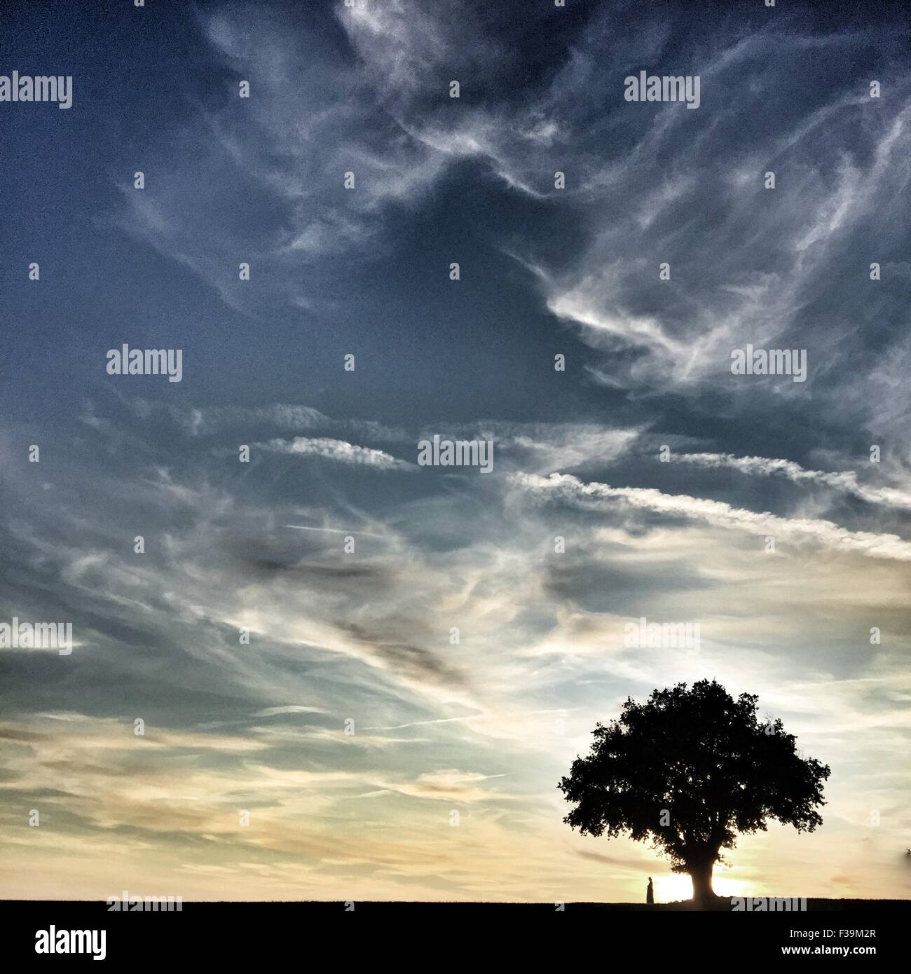Silhouette eines Baumes mit einer unerkennbar Person stehen daneben, Frankreich Stockfoto