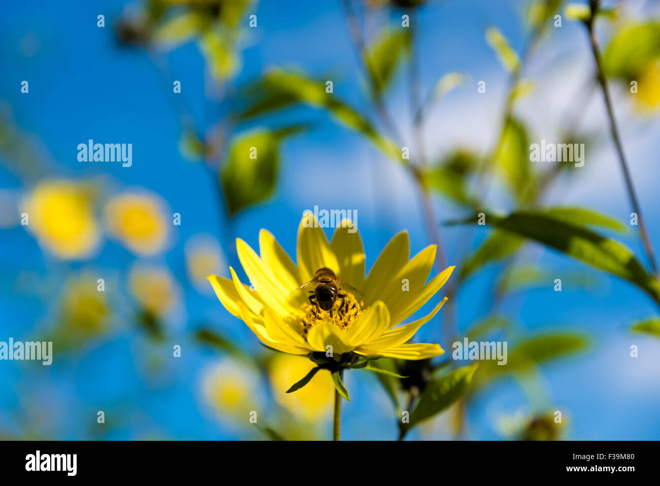 Eine Hummel, sammeln von Pollen von gelben Blüten in The West Park Wolverhampton West Midlands, UK Stockfoto