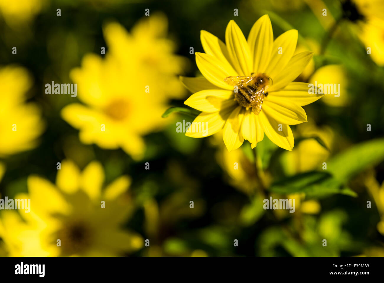 Eine Hummel, sammeln von Pollen von gelben Blüten in The West Park Wolverhampton West Midlands, UK Stockfoto