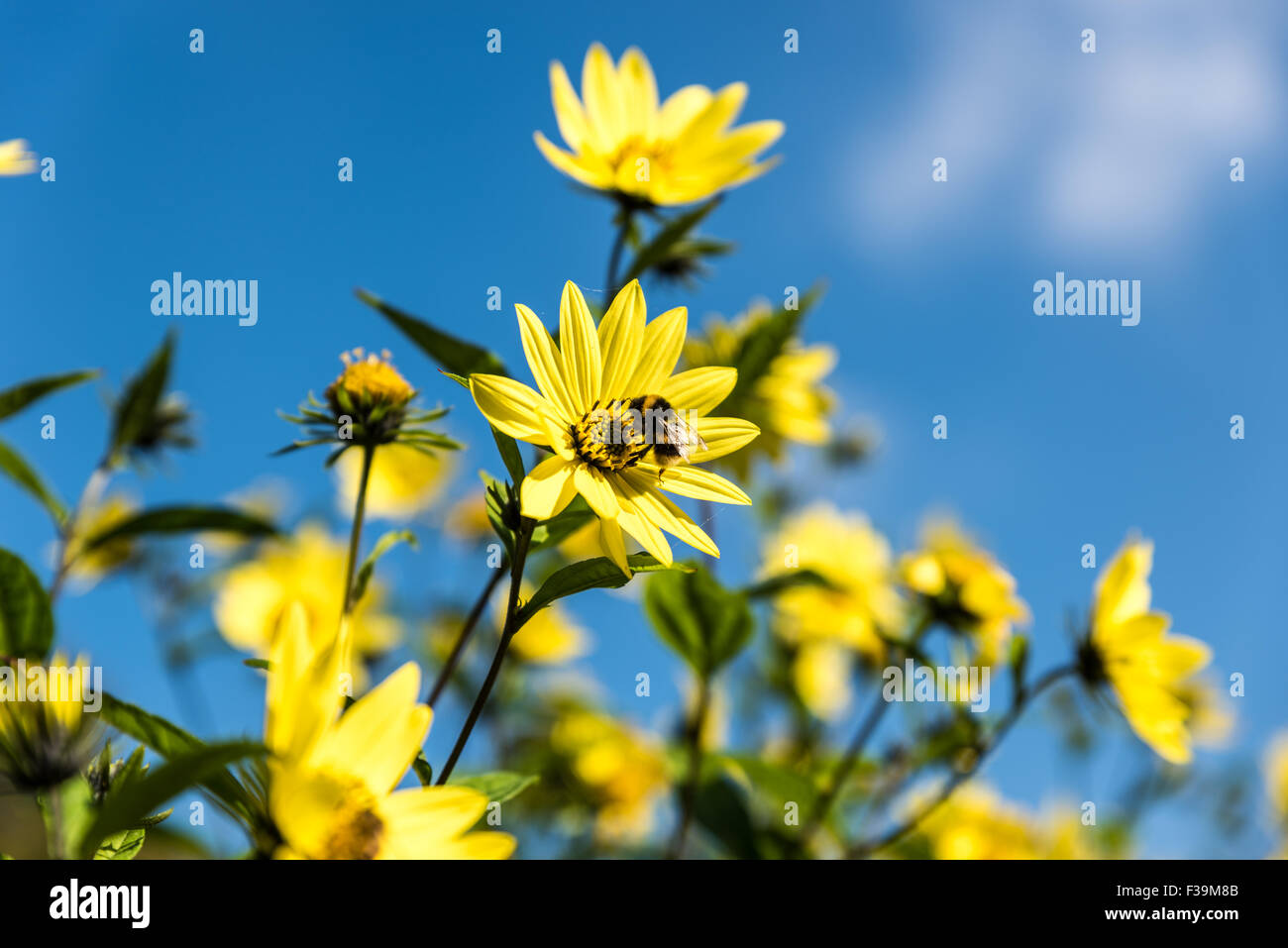 Ein Bumble Bee Pollen zu sammeln, aus gelben Blüten in The West Park Wolverhampton West Midlands, UK Stockfoto