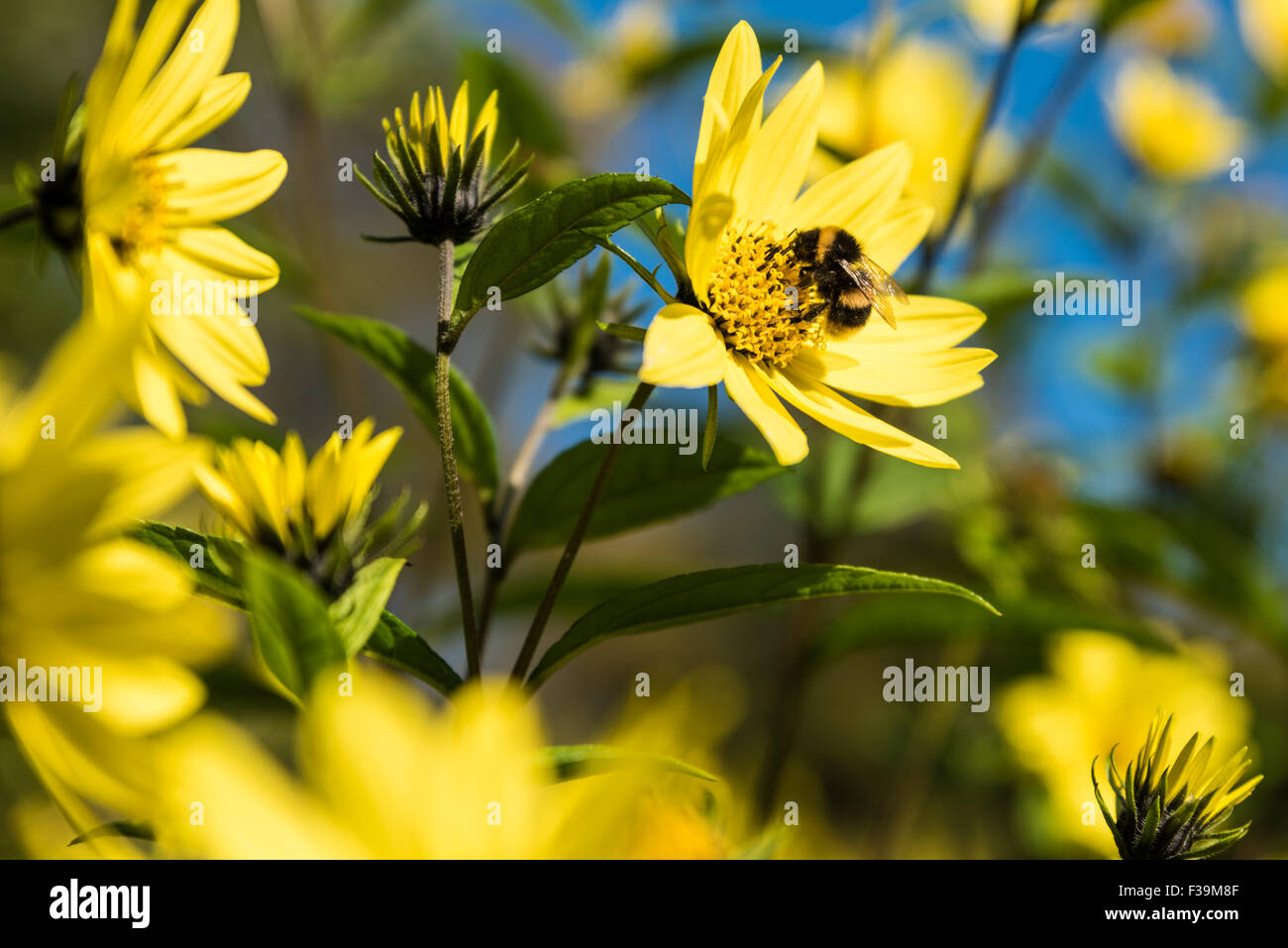 Ein Bumble Bee Pollen zu sammeln, aus gelben Blüten in The West Park Wolverhampton West Midlands, UK Stockfoto