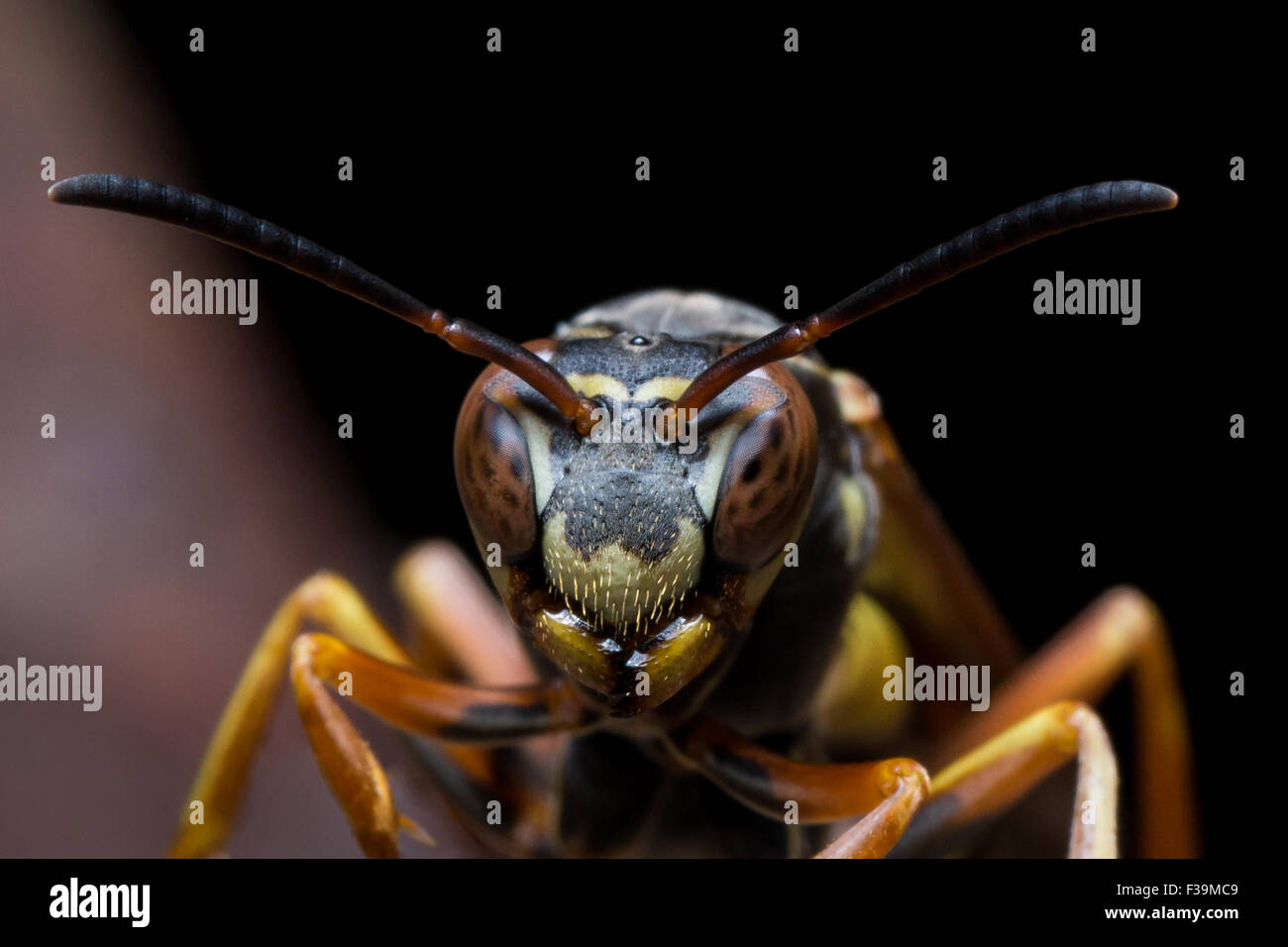 Papier Wespennest Wachen mit Rost im Hintergrund Stockfoto