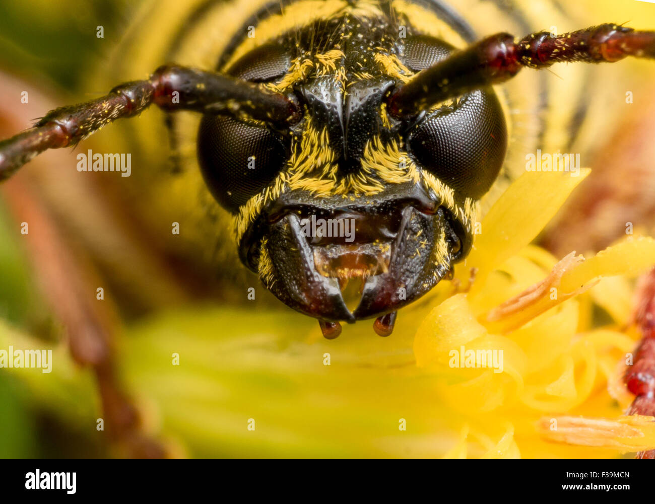Porträt der schwarz-gelben Heuschrecke Borer Käfer auf einer gelben Blume hautnah.  Der geraden auf Porträt zeigt die schwarzen Augen, Ihr Stockfoto