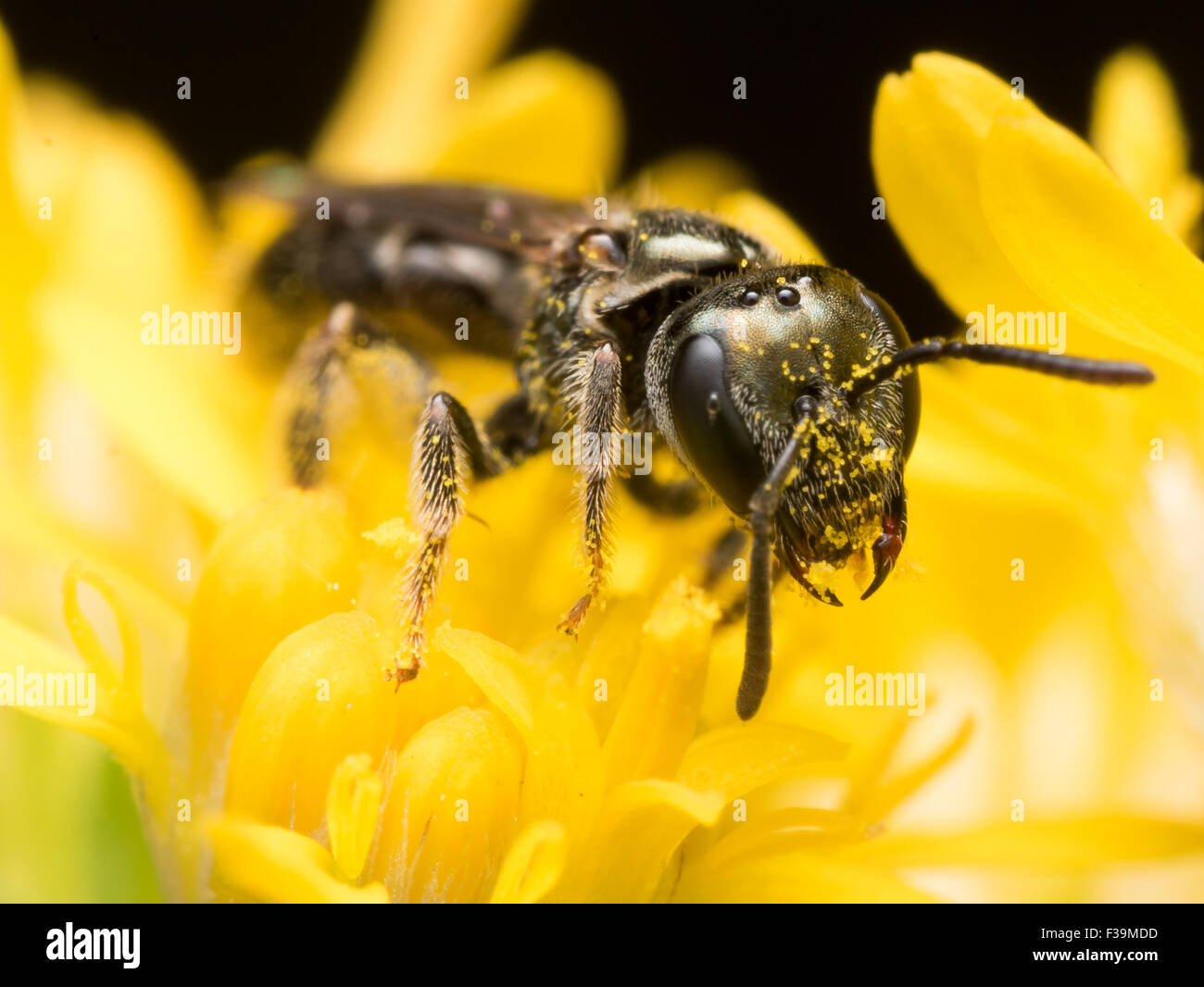 Dunkle Biene in Schweiß (Früchte) extrahiert Pollen aus einer gelben Blume Stockfoto